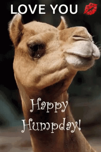 Animated Blessed And Happy Wednesday Camel GIF