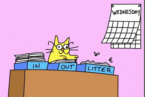 Animated Blessed Wednesday Yellow Cat GIF