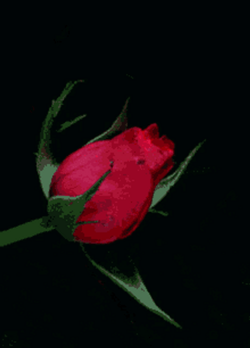 Animated Blooming Rose Flower GIF