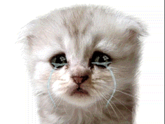 Animated Cat Crying GIF