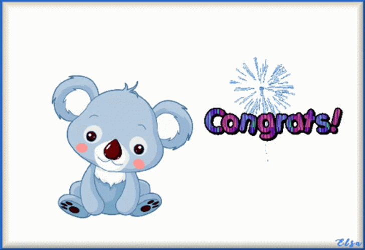 Animated Congratulations Cartoon Koala Bear GIF