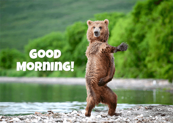 Animated Funny Bear Good Morning GIF 