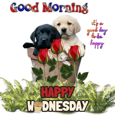 Animated Good Morning Wednesday Black White Puppies GIF