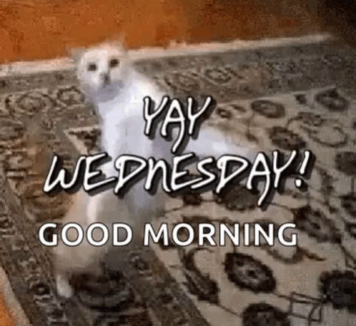 Animated Good Morning Wednesday Dancing White Cat GIF