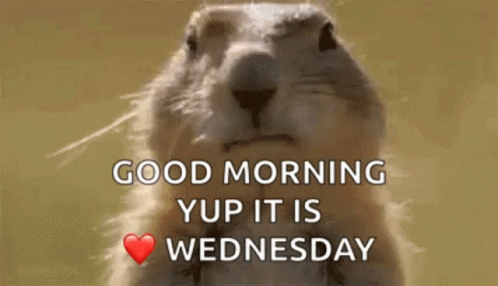 Animated Good Morning Wednesday Prairie Dog Blowing Bubblegum GIF