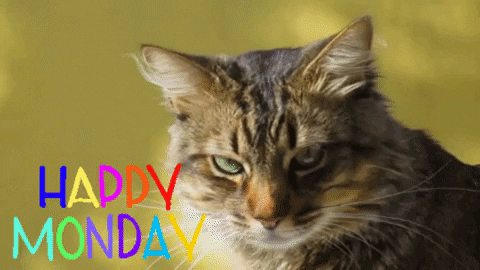 Animated Happy Monday Greetings From A Cat GIF