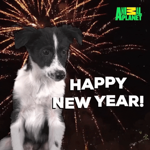 Animated Happy New Year With A Dog In Fireworks Background GIF