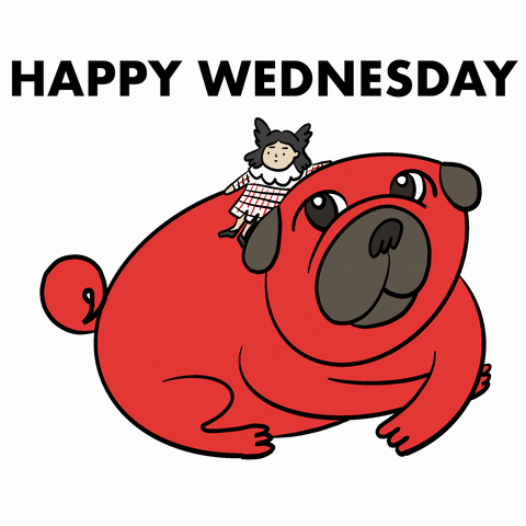 Animated Happy Wednesday Giant Pug GIF