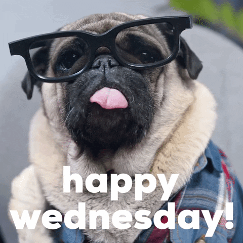Animated Happy Wednesday Tongue Out Pug GIF