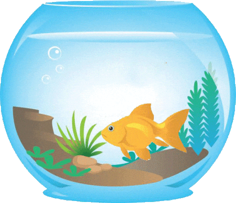 Animated Sleeping Goldfish In A Bowl GIF