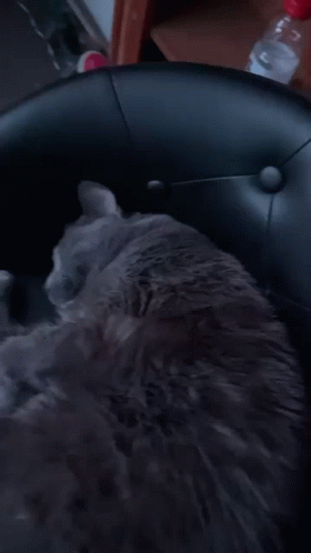 Animated Smoke 280 X 498 Gif GIF