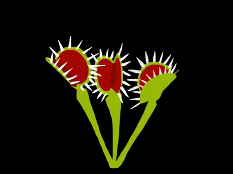 Animated Triple Venus Fly Trap Eating Fly GIF