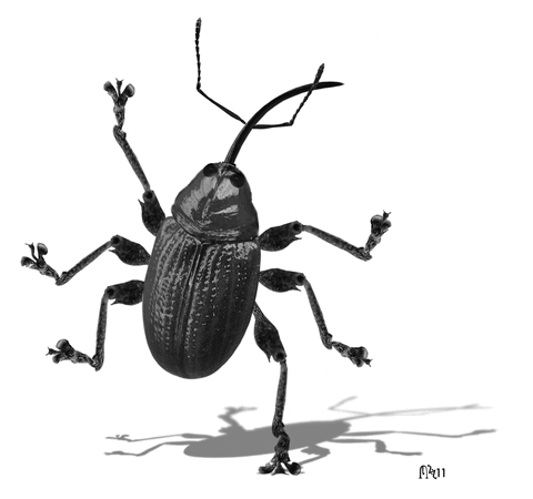 Animated Weevil Insect GIF