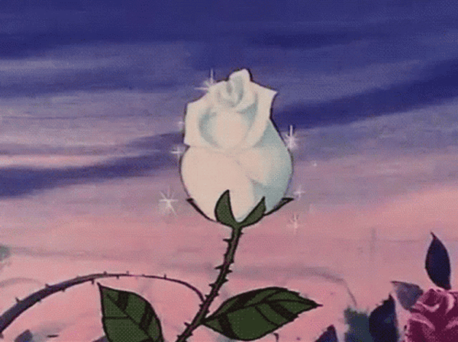 Animated White Rose Flower Blooming GIF