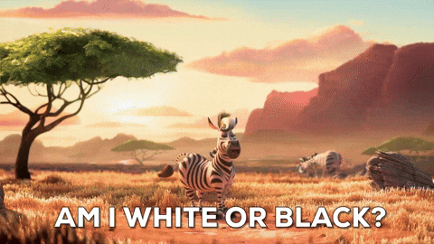 Animated Zebra Am I White Or Black GIF