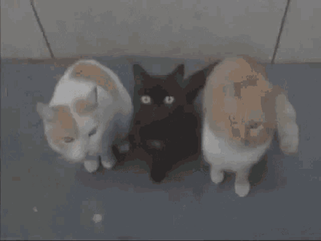 Anime Transform Gif GIF