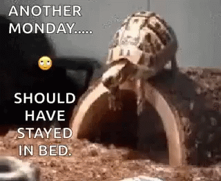 Another Monday Of Turtle Crawl GIF