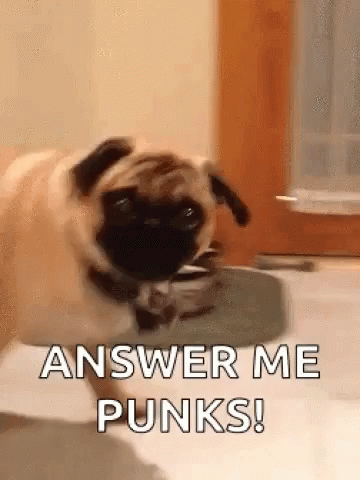 Answer Me Punks GIF