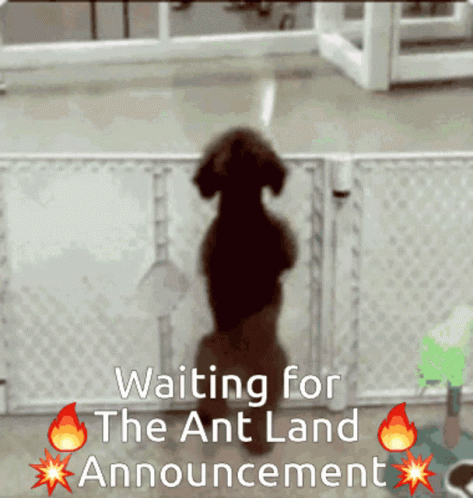 Ant Land Announcement Dog Wiggling GIF