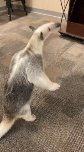 Anteater Standing On Hind Legs On Rug GIF