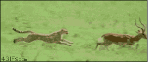 Antelope And Baby Cheetah Running GIF