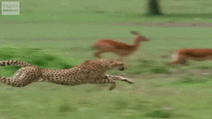 Antelope And Cheetah Running In Full Speed GIF