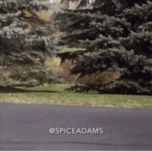 Anthony Adams Wearing Roller Skates GIF