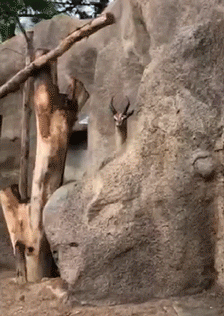 Anti Social Deer San Diego Zoo GIF