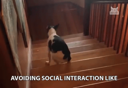 Anti Social Dog Avoiding Interaction GIF