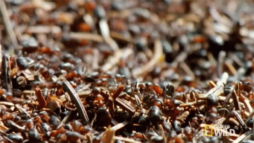 Ants Crawling on Ground