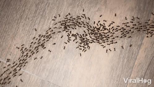 Ants Crawling on Wooden Floor Viralhog