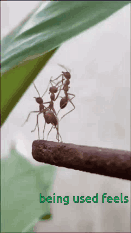 Ants on a Stick Saying Being Used Feels