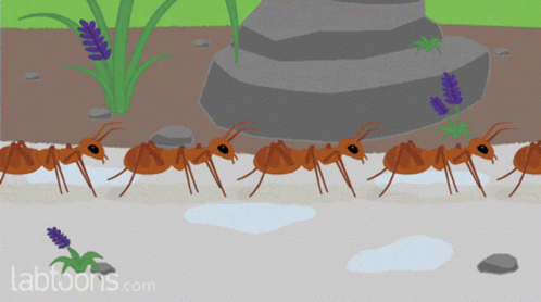 Ants Walking in Line