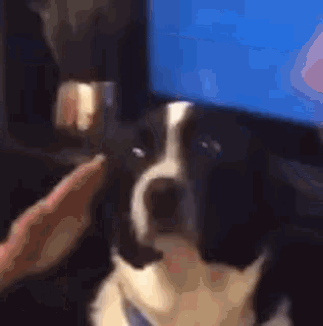 Anxious Scared Dog Looking Around GIF