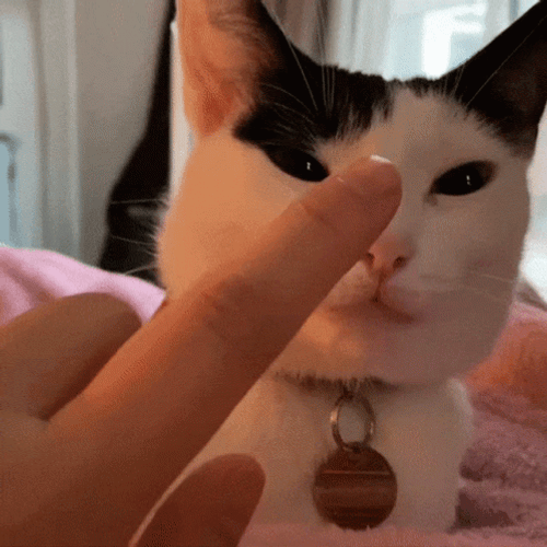 Apathetic Cat Receiving Nose Boop GIF