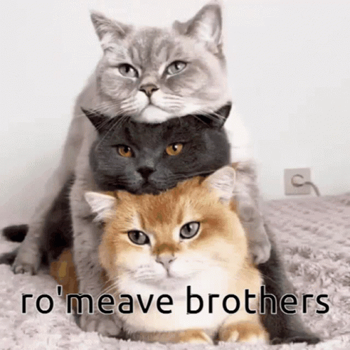 Aphmau Ro'meave Three Cat Brothers GIF