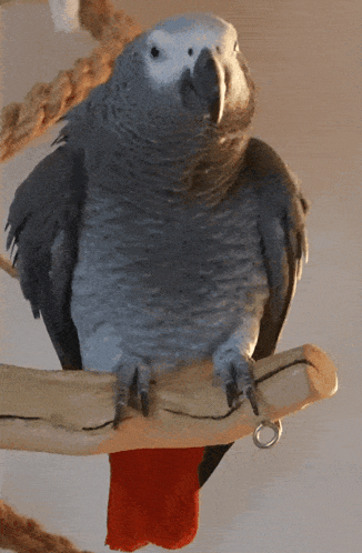 Apollo G Bird African Grey Gif GIF