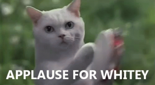 Applause For Whitey White Cat GIF