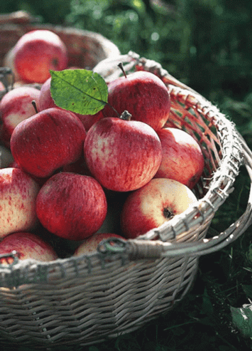 Apple Fruit Day GIF