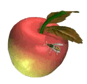 Apple With Bee On Skin