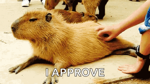 Approve Capybara Animal GIF