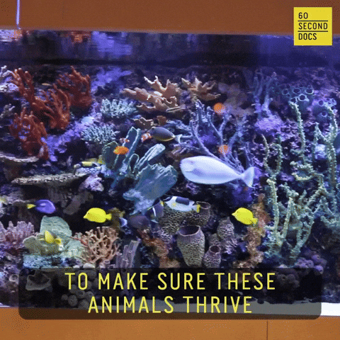 Aquarium Fish Swimming In One Direction GIF