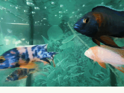 Aquarium With Swimming Fish Close Shot GIF