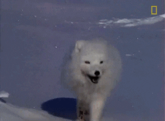 Arctic Fox Enjoyed Roaming GIF