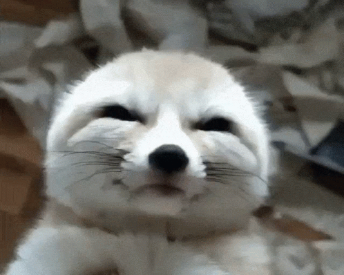 Arctic Fox Eyebags Showing GIF