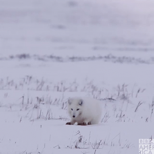 Arctic Fox Jumped Buried Head On Snow GIF
