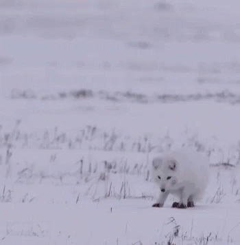 Arctic Fox Jumping High GIF