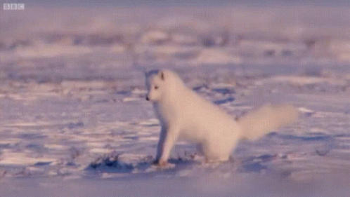 Arctic Fox Playing On Snow Glaciers GIF