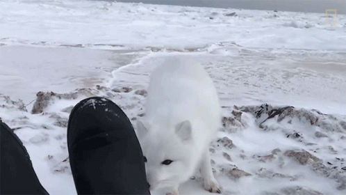 Arctic Fox Sniffing Human Shoes GIF