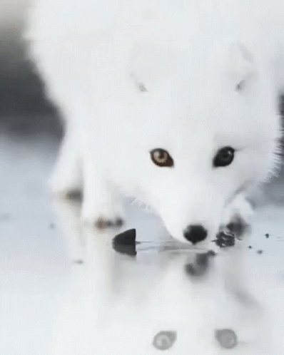 Arctic Fox Sniffing Water Watching Humans GIF